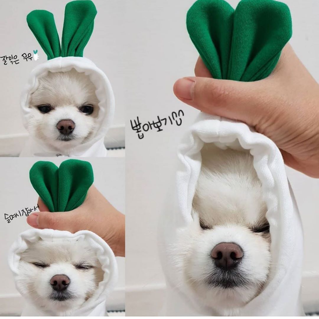 🍓 Süßer Hoodie für Hunde & Katzen – warm & flauschig