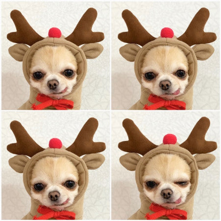 🍓 Süßer Hoodie für Hunde & Katzen – warm & flauschig